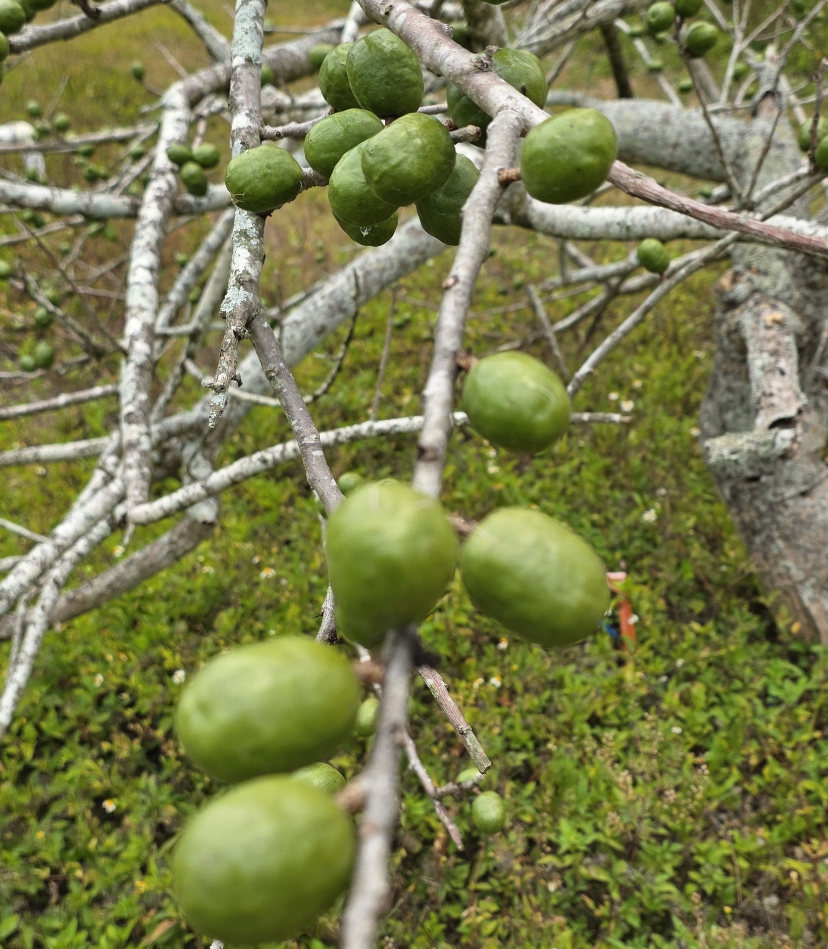 Fruit Variety Picture